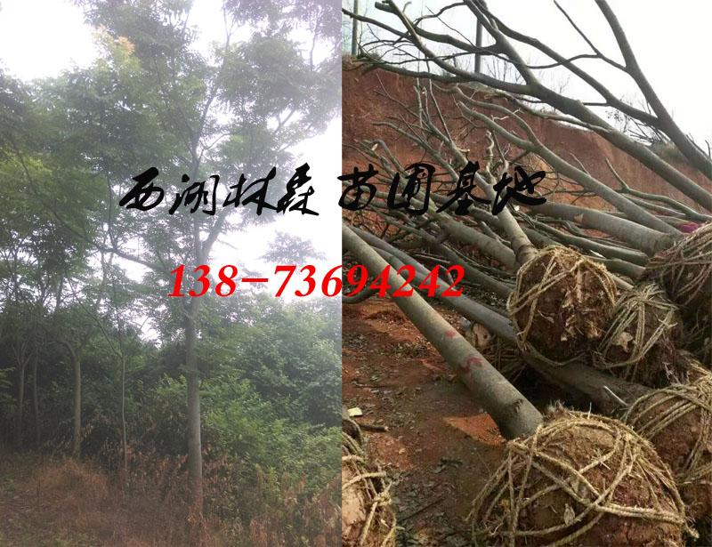 欒樹基地|18-20公分欒樹價格|8-15公分欒樹價格