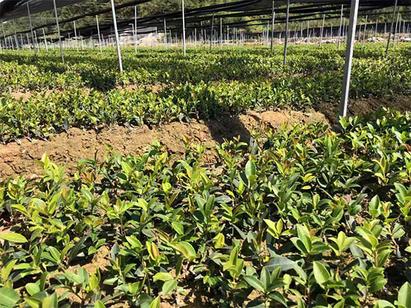 遼寧油茶苗哪家買_杯苗價格多少錢