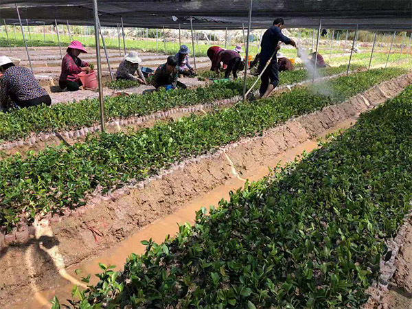 浙江油茶苗批發_超值的景逸源一年生杯苗優選景逸源園